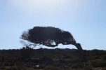 Arbre penché