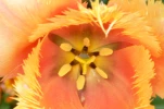 Tulipe