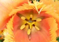 Flore
