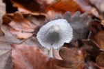 Champignon