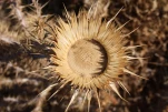 Chardon 2