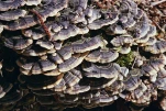 Champignons