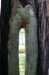 curiosite arboricole