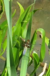 Libellule