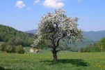 Vosges