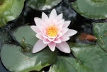 Rose pale